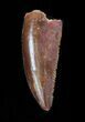 Serrated, Raptor Tooth - Morocco #38355-1